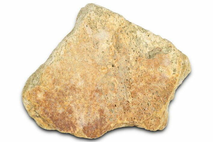 Dinosaur (Triceratops) Frill Shield Section - Montana #366627